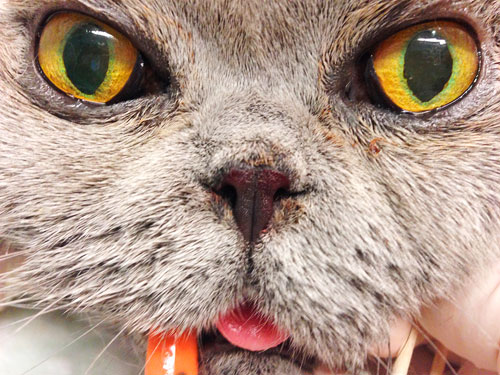 morfin Dømme Atlantic Kortnæsede katte - Dyreklinikken Artemis