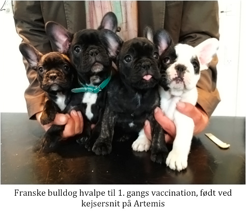 Franske_bulldog