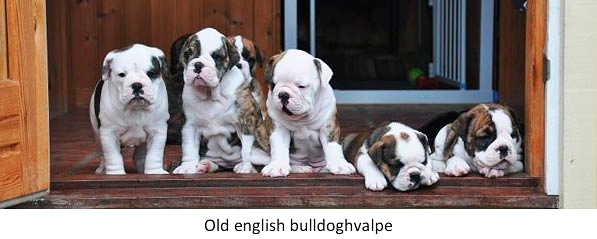 Old_english_bulldoghvalpe