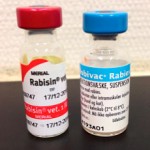 Uanset hvilken rabiesvaccine der benyttes, er den først gyldig, fra dyret er fyldt 12 uge.