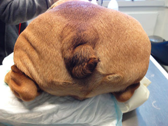 Monarch Blåt mærke Unødvendig Nogle bulldogs har problemer med deres haler - Dyreklinikken Artemis