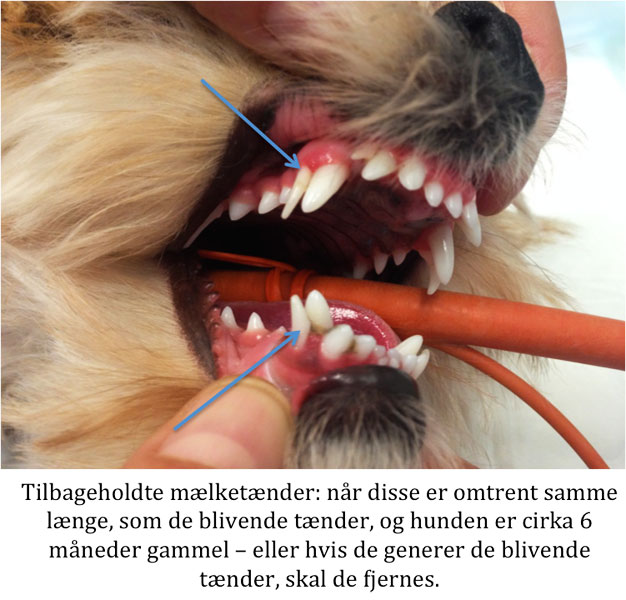 absurd Sandet Misbrug Tandproblemer hos hunde - Dyreklinikken Artemis