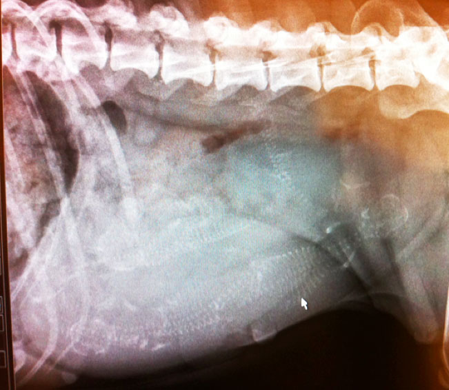 Diagnostik af drægtighed Dyreklinikken Artemis