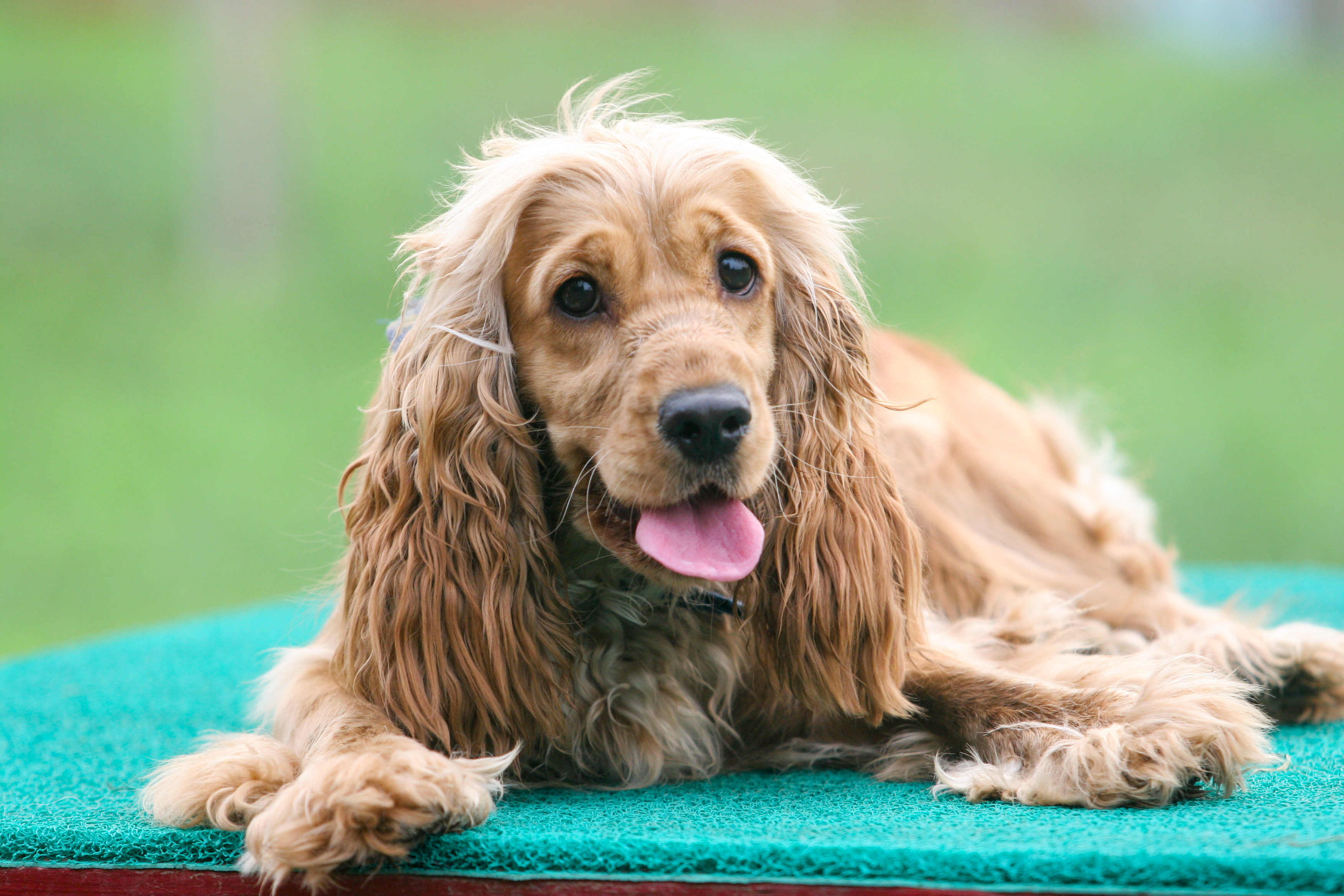 cocker-spaniels-wisconsin-bisexual-nightclubs-chicago