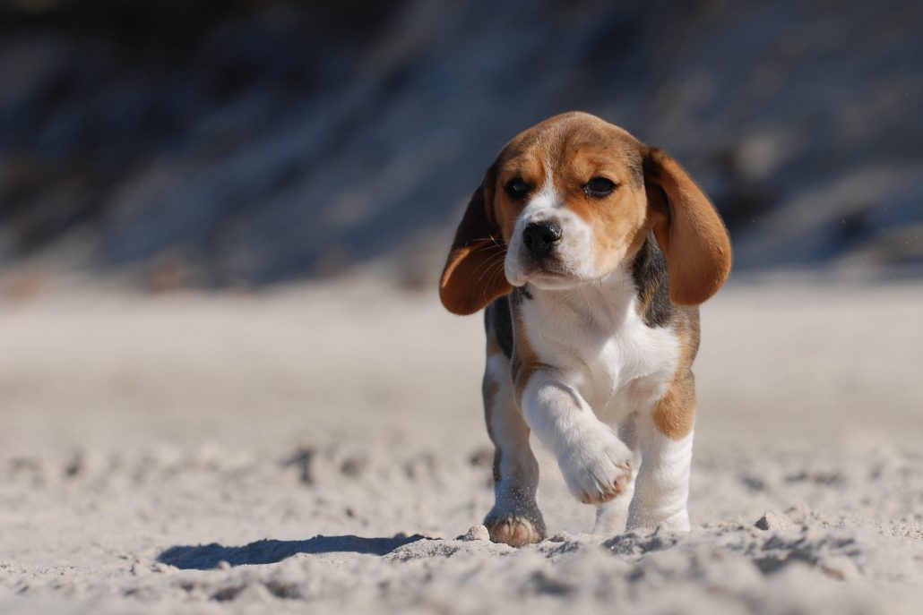 beagle med adfærdsproblem