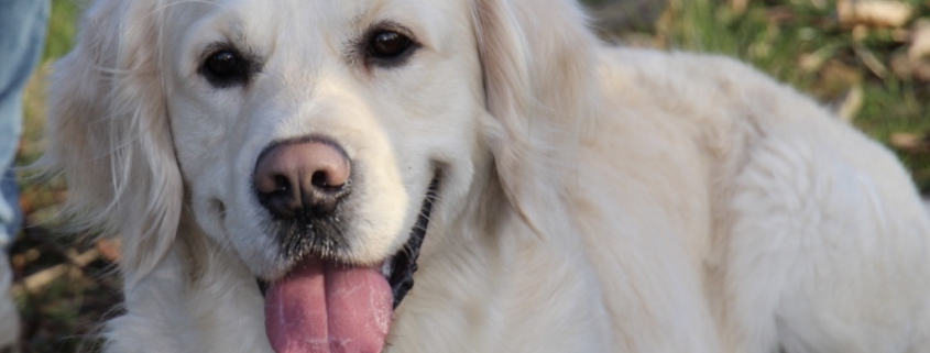 Min hund er blevet bidt af Dyreklinikken Artemis