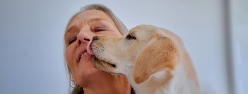 hos hunde Dyreklinikken Artemis