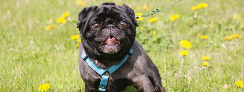 hunde - Dyreklinikken Artemis