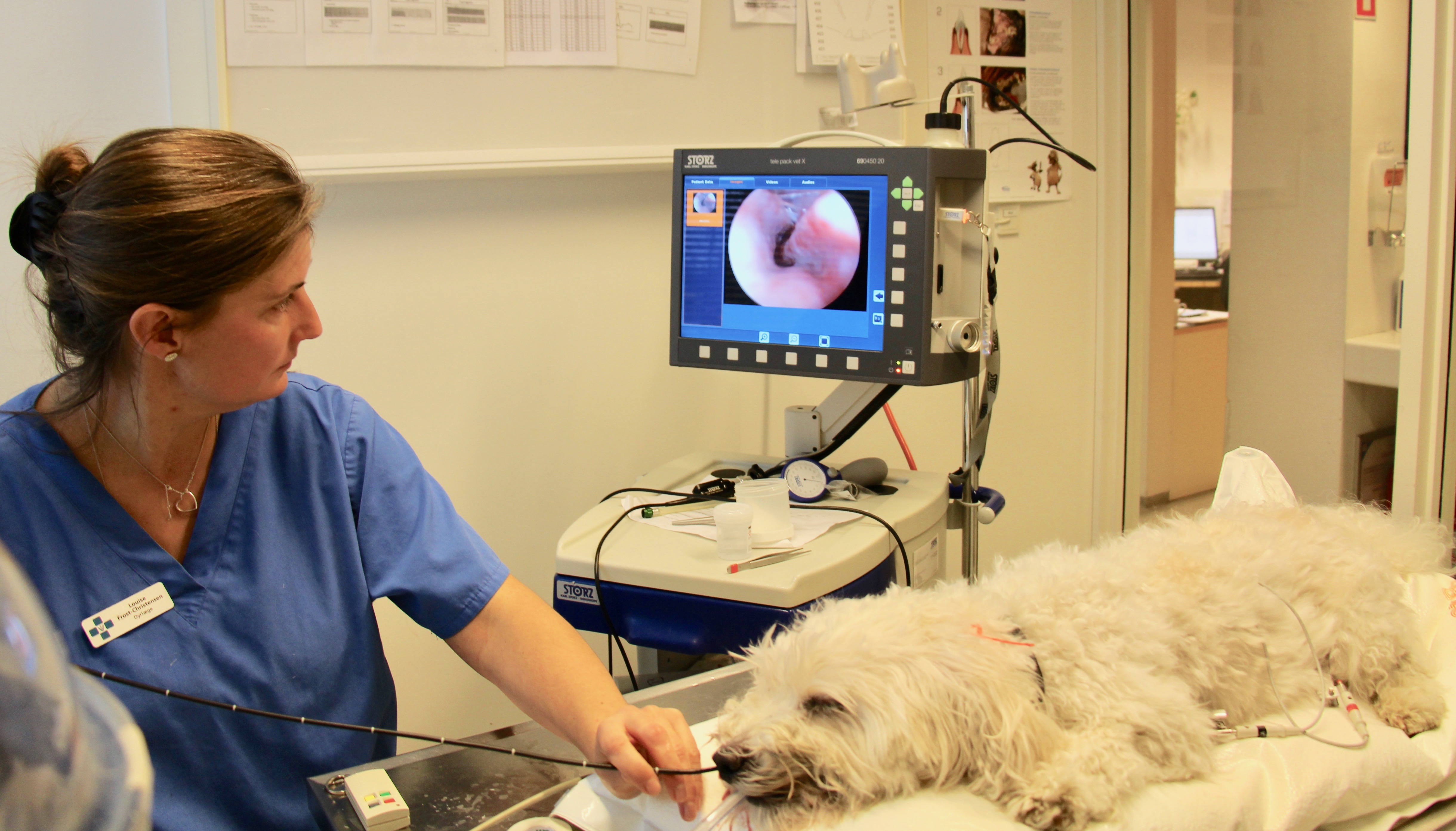 Når hunden ikke kan pudse sin næse! Dyreklinikken Artemis