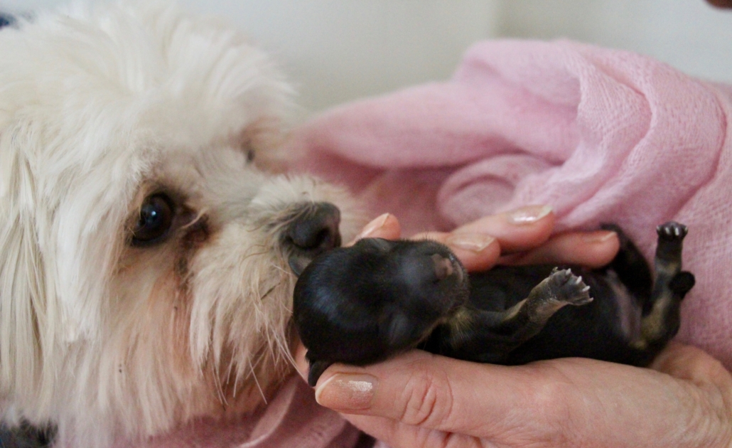 Reproduction and diagnostic of pregnancy dogs Dyreklinikken Artemis