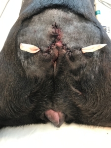 Billede af bulldog lige efter fjernelse af halen, der er i lagt dræn.