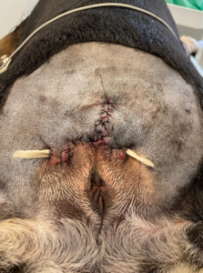 Billede af bulldog lige efter fjernelse af halen, der er i lagt dræn.