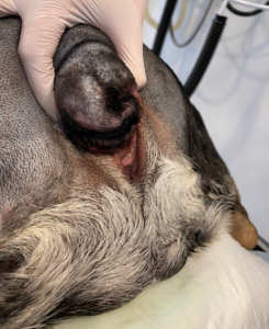 Bulldog med hale der generer, som skal fjernes ved operation.