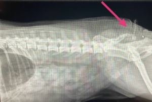 Røntgenbillede af hale på bulldog hale før operation