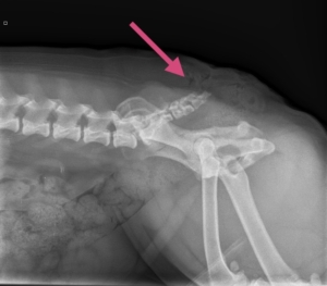 Røntgenbillede af bulldog hale efter operation