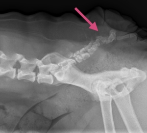 Røntgenbillede af hale på bulldog hale før operation